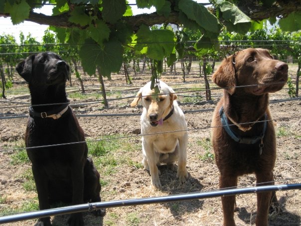 The Most Dog-Friendly Wineries in Sonoma